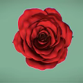 Vibrant Red Rose Flower With Fresh Green Leaves On Light Green Background