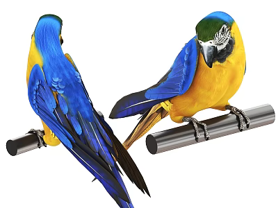 Two Colorful Blue and Yellow Parrots One Facing Front One Back Perched on Metal Rod 3d model