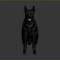 Black Dog Standing in Side View With Open Mouth and Tongue Against Gray Background