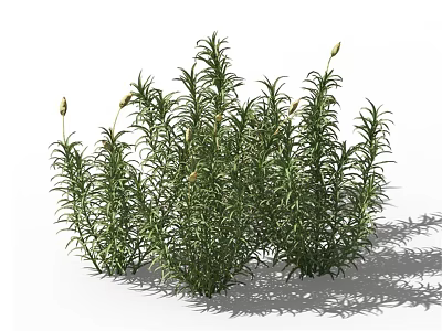Green Herb Plant With Slender Leaves And Small Buds Isolated On White Background 3d model