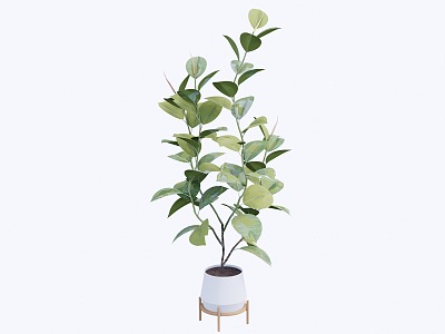 indoor potted plant 3d model