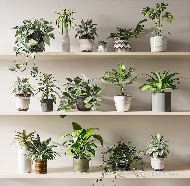 Different Types of Potted Plants on White Shelves with Various Pot Styles 3d model 
