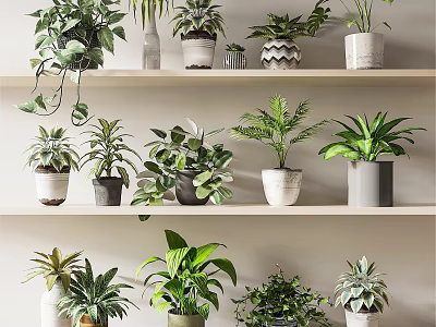 Different Types of Potted Plants on White Shelves with Various Pot Styles 3d model