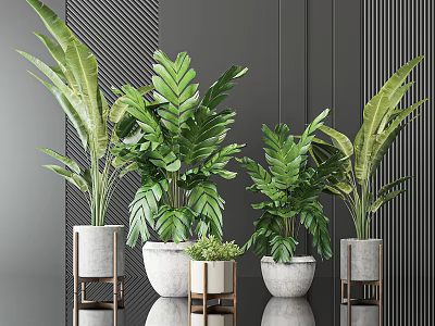 Modern Potted Green Plants With Various Sizes White Pots Metal Stands And Dark Background 3d model