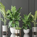 Modern Potted Green Plants With Various Sizes White Pots Metal Stands And Dark Background