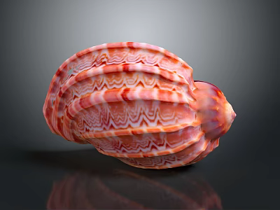 Vibrant Red And White Striped Conch Shell With Spiral Pattern On Gray Background 3d model