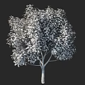 Lush Arbor With Green Leaves And White Flowers In Elegant Natural Shape