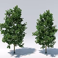Two Green Leafy Trees With Trunks And Shadows On White Background 3d model