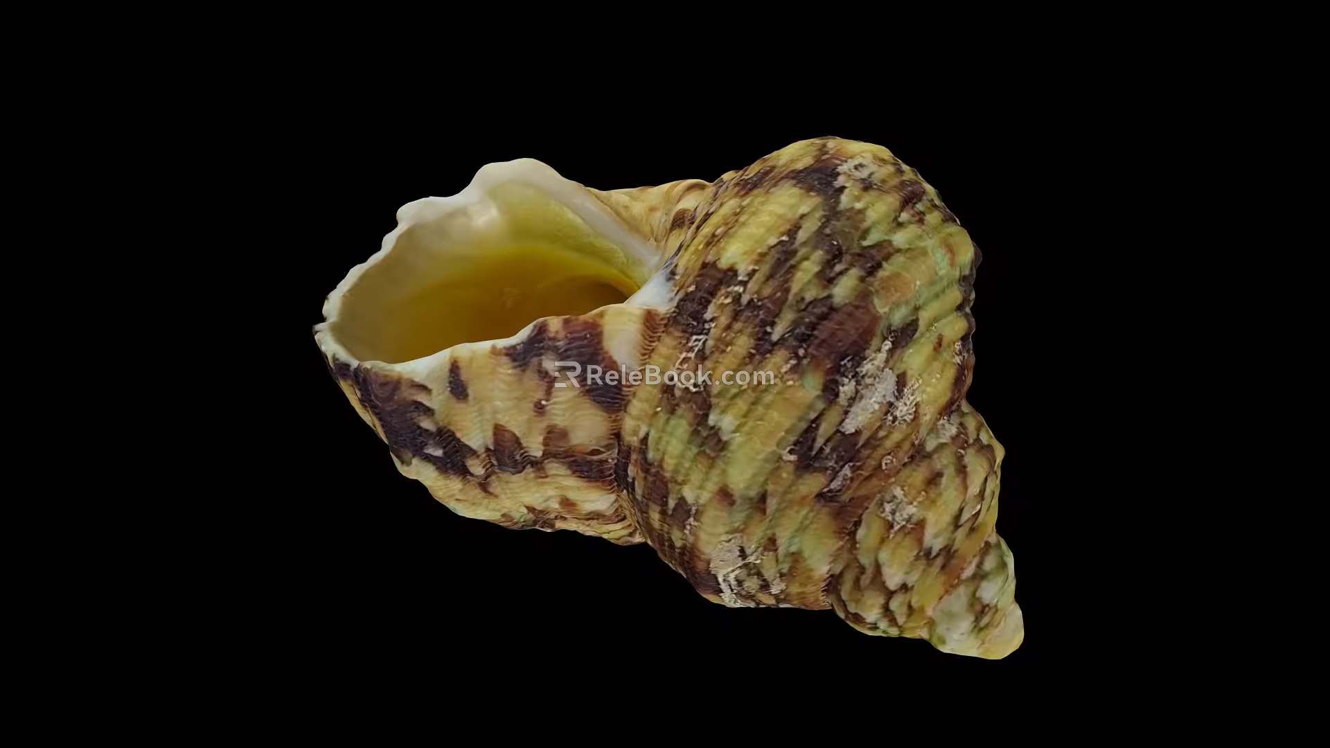 mollusk shells 3d model