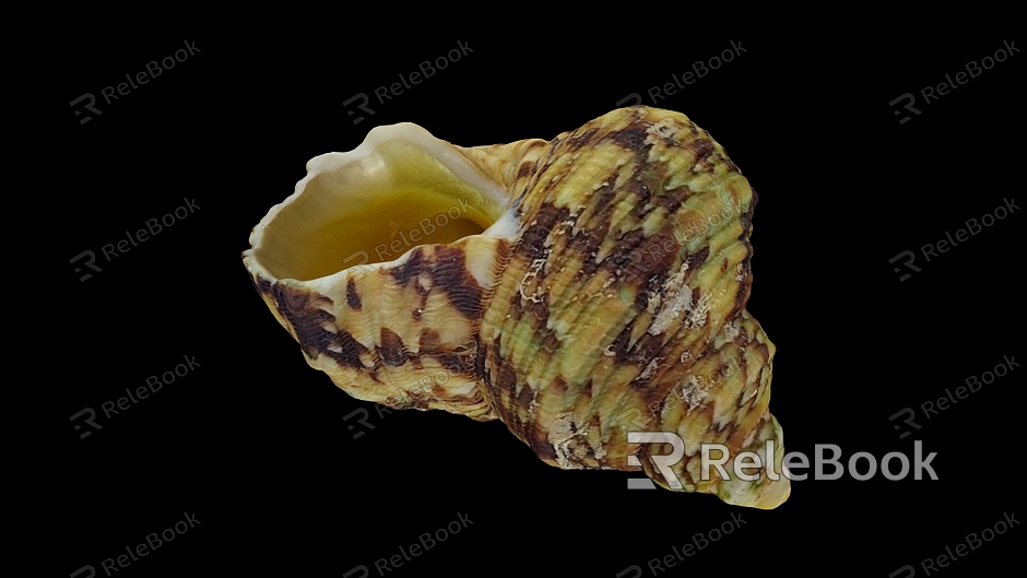 mollusk shells model