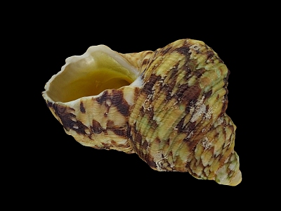 mollusk shells model