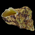 mollusk shells 3d model