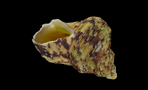 mollusk shells 3d model