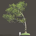 Tall Arbor With Curved Trunk Green Foliage And Two People Standing Nearby
