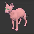 Pink Sphynx Cat Hairless Standing With Yellow Eyes And Smooth Skin On Gray Background