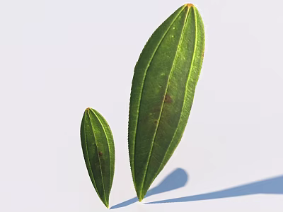 Green Leaves With Visible Veins On White Background Featuring Large And Small Sizes And Shadows 3d model
