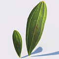 Green Leaves With Visible Veins On White Background Featuring Large And Small Sizes And Shadows
