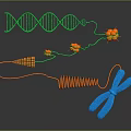 Organ And Hair Growth Related To DNA Double Helix Chromosome Molecules