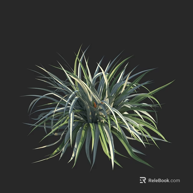 Lush Green and White Striped Leaf Plant with Vibrant Foliage Against Black Background 3d model 