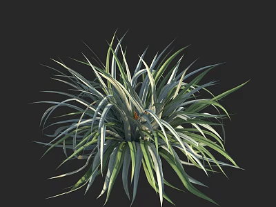 Lush Green and White Striped Leaf Plant with Vibrant Foliage Against Black Background 3d model