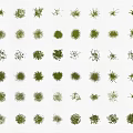 Various Types of Grasses and Small Plants Collection Display on Dark Background