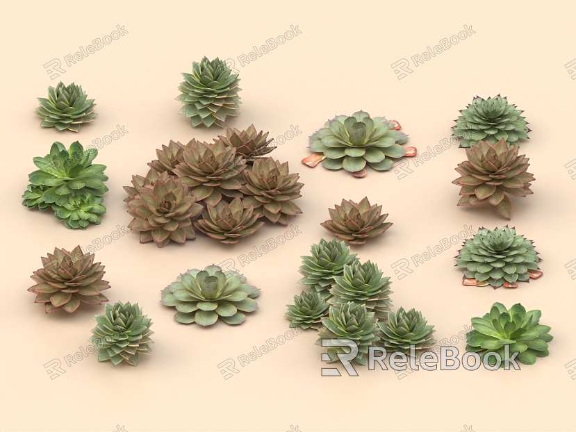 succulent plant succulent bonsai shrub model