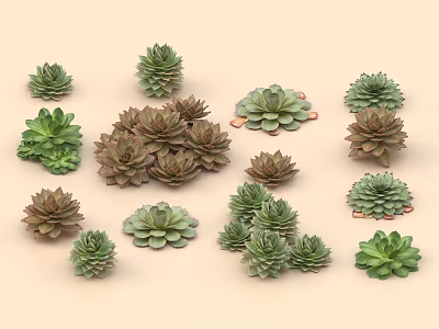 Various Succulent Plants With Different Sizes And Green Brown Hues On Light Background 3d model