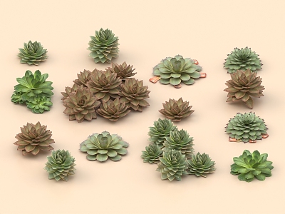 succulent plant succulent bonsai shrub 3d model