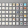 Framed Insect And Plant Specimens Neatly Arranged On Gray Wall With White Frames 3d model