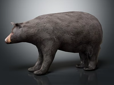 Detailed Grayish Black Bear Model in Standing Pose Against Gray Background 3d model