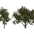 Two Different Arbor Trees With Lush Green Leaves And Sturdy Trunks