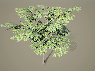 Lush Arbor With Green Leaves Slender Trunk And Natural Foliage Growth 3d model
