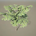 Lush Arbor With Green Leaves Slender Trunk And Natural Foliage Growth