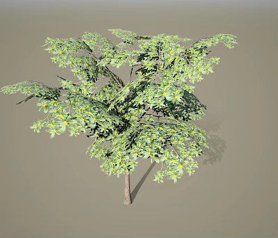 Lush Arbor With Green Leaves Slender Trunk And Natural Foliage Growth 3d model