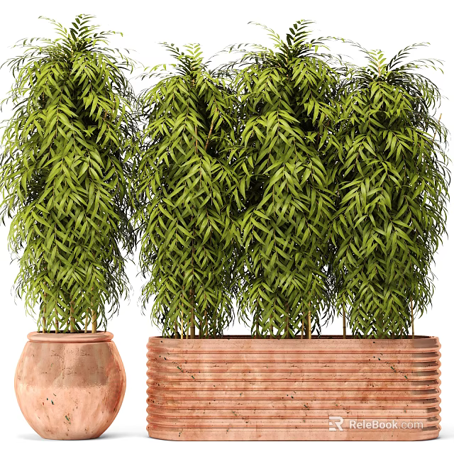 Lush Bamboo Bonsai Plants In Terracotta Pots With Green Foliage 3d model 