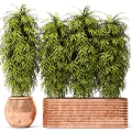 Lush Bamboo Bonsai Plants In Terracotta Pots With Green Foliage