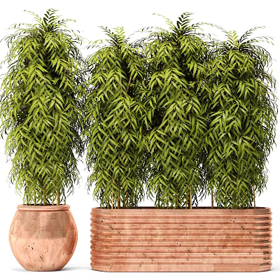Lush Bamboo Bonsai Plants In Terracotta Pots With Green Foliage 3d model