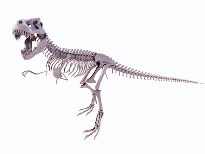 Public Facility Life Size Dinosaur Skeleton Exhibition In Natural History Museum 3d model