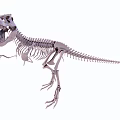 Public Facility Life Size Dinosaur Skeleton Exhibition In Natural History Museum