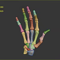 3D Rendered Human Hand Bones With Detailed Metacarpals And Phalanges Structure On Dark Gradient Background