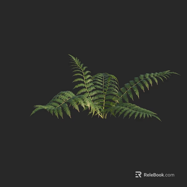 Fern Plant with Lush Green Leaves Isolated on Black Background Natural Foliage Decor 3d model 