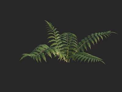 Fern Plant with Lush Green Leaves Isolated on Black Background Natural Foliage Decor 3d model