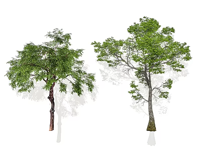 Two Arbor Trees With Green Lush Leaves And Strong Brown Trunks In Clear View 3d model