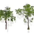 Modern Street Trees Landscape Trees Courtyard Trees Sycamore Trees Evergreen Trees Solitary Tree Planting Combination 3d model