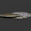 Translucent Nautilus Fossil Ancient Aquatic Animal With Spiral Shape Label And Purple Yellow Hues