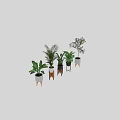 Bonsai Potted Plants Different Types Of Indoor Greenery In Stylish Pots