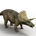 Triceratops Dinosaur With Three Horns And Frill Standing On White Background