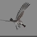 Flying Animal Bird With Black And White Spotted Feathers Spread Wings Standing On Ground