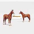 Two Brown Horses Standing On White Background With Natural Posture