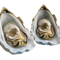 Two Beautiful Oysters in Shells with Golden Edges and White Interior
